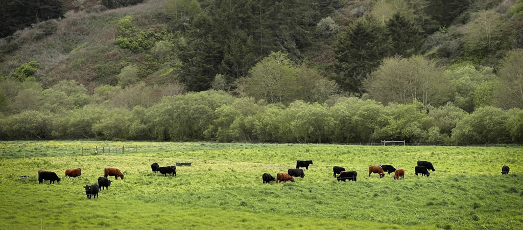 TomKat Ranch cattle grazing in a pasture