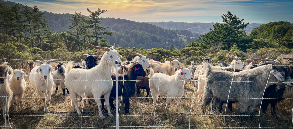 TomKat Ranch goats in an upper meadow.